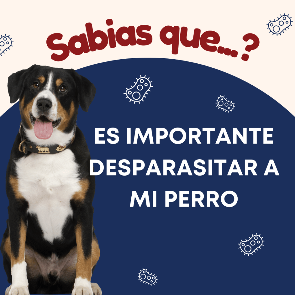 ¿Es importante desparasitar a mi&nbsp;perro?