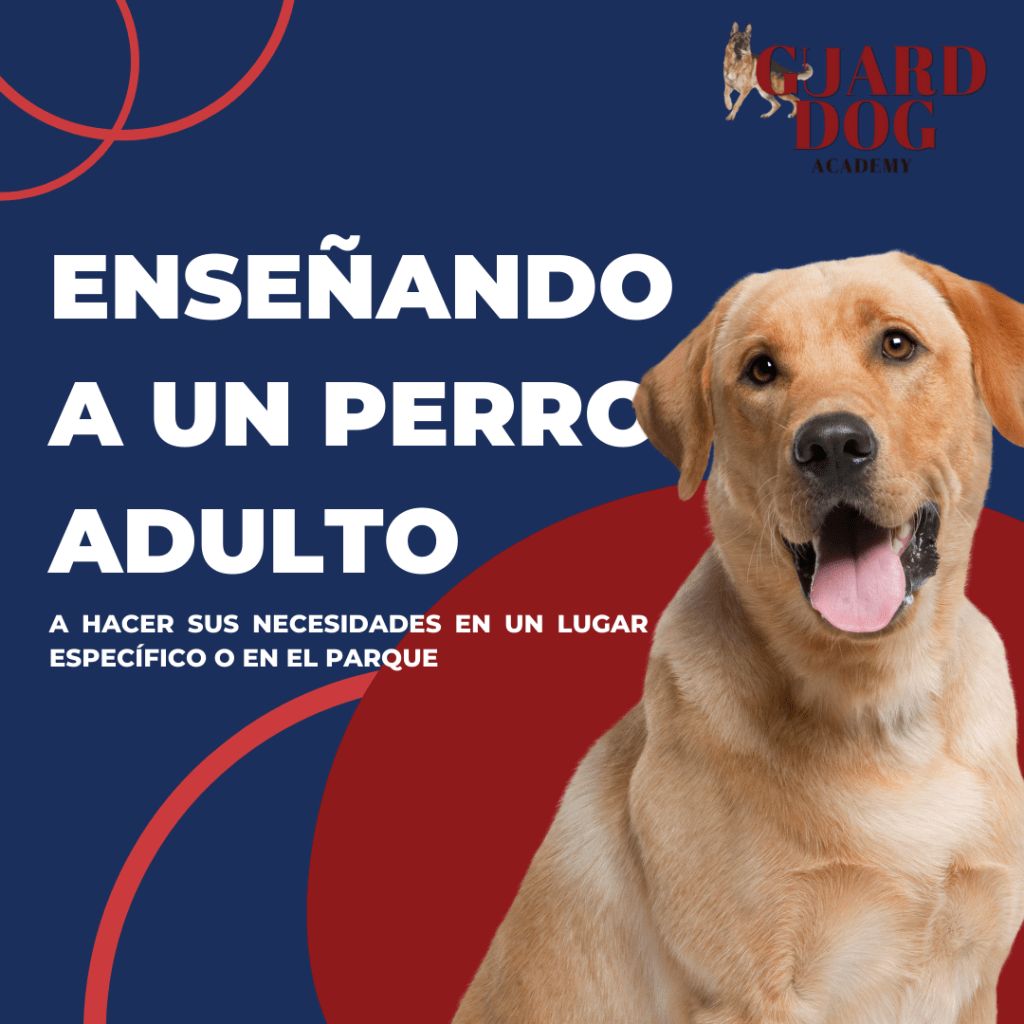 Enseñando a un perro adulto a hacer sus necesidades en un lugar específico o en el&nbsp;parque