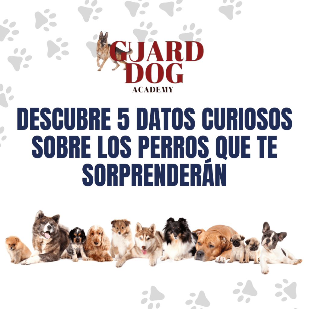 Descubre 5 Datos Curiosos sobre los Perros que te&nbsp;Sorprenderán