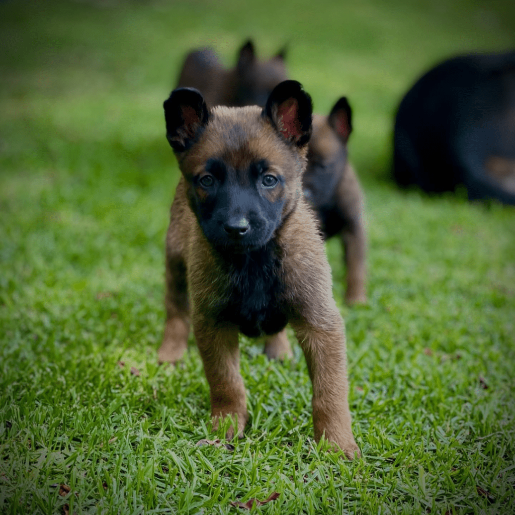 El Pastor Belga&nbsp;Malinois