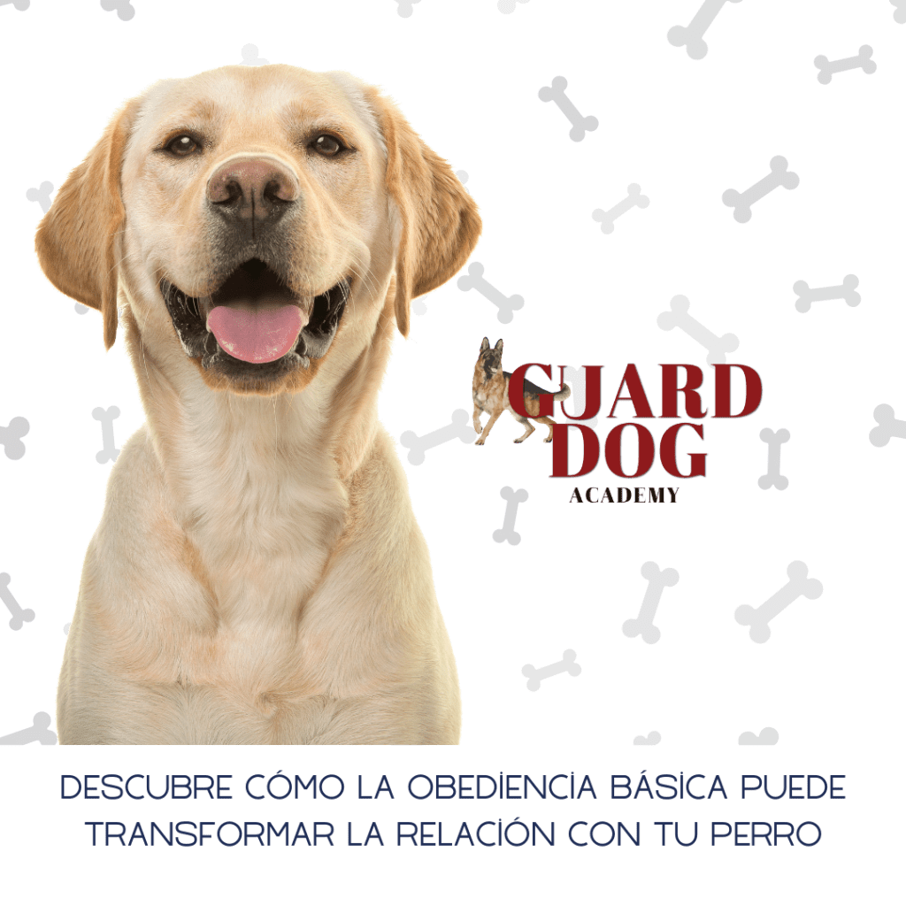Descubre cómo la obediencia básica puede transformar la relación con tu perro
