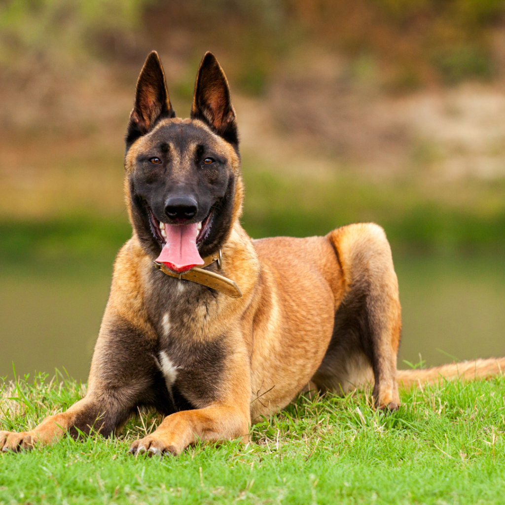 La Importancia de Socializar a un Pastor Belga Malinois Desde Cachorro