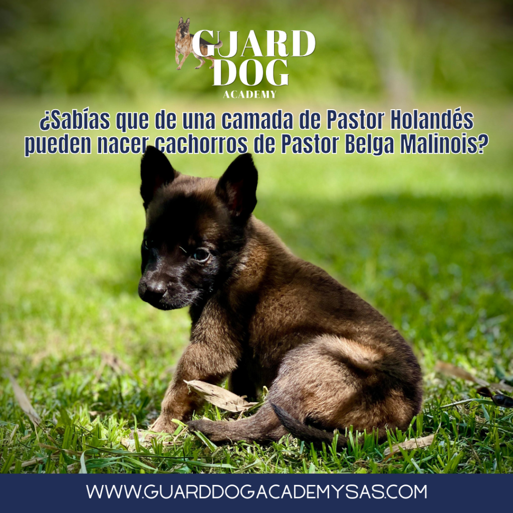 ¿Sabías que de una camada de Pastor Holandés pueden nacer cachorros de Pastor Belga Malinois?
