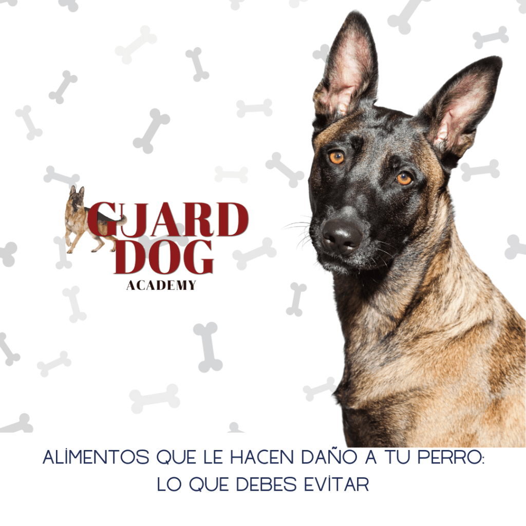 Alimentos que le hacen daño a tu perro: Lo que debes&nbsp;evitar