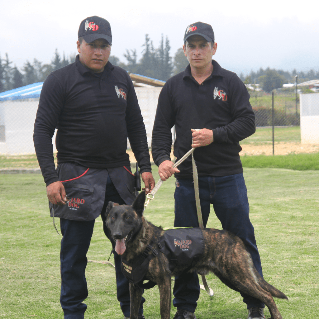 ¿Por qué no debes acariciar o consentir a un ejemplar canino cuando está prestando servicio de&nbsp;seguridad?