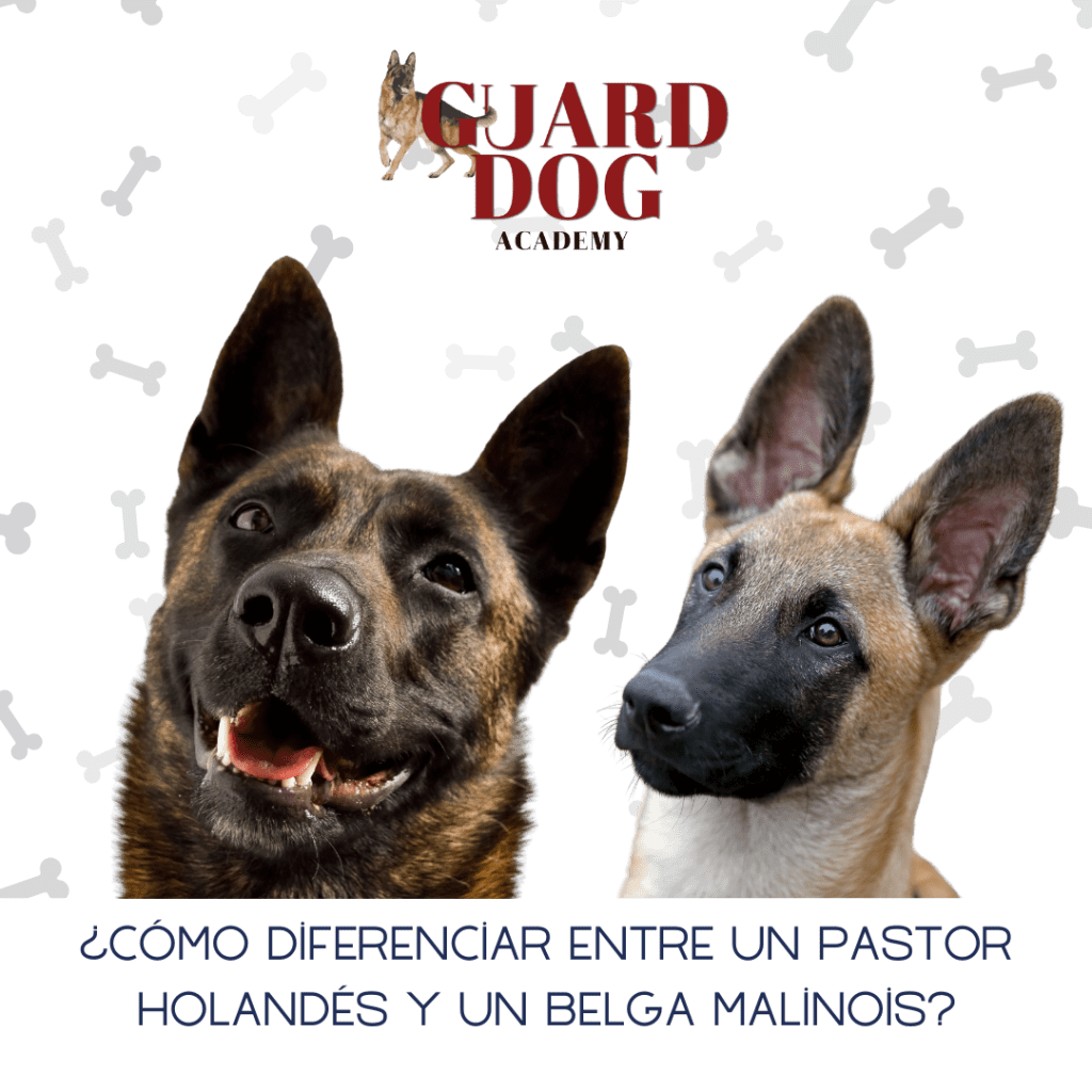 ¿Cómo diferenciar entre un Pastor Holandés y un Belga Malinois?