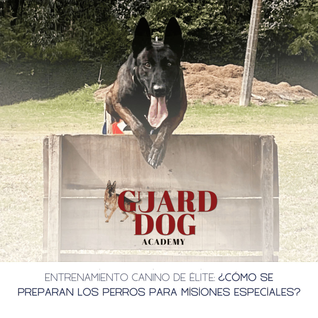 Entrenamiento canino de élite: ¿Cómo se preparan los perros para misiones&nbsp;especiales?