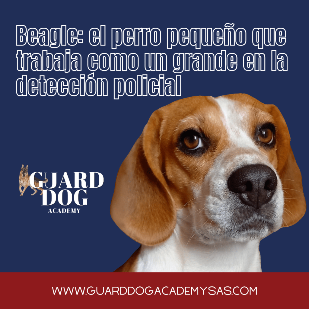 Beagle, el perro pequeño que trabaja como un grande en la detección&nbsp;policial