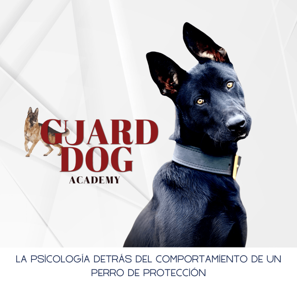La psicología detrás del comportamiento de un perro de&nbsp;protección