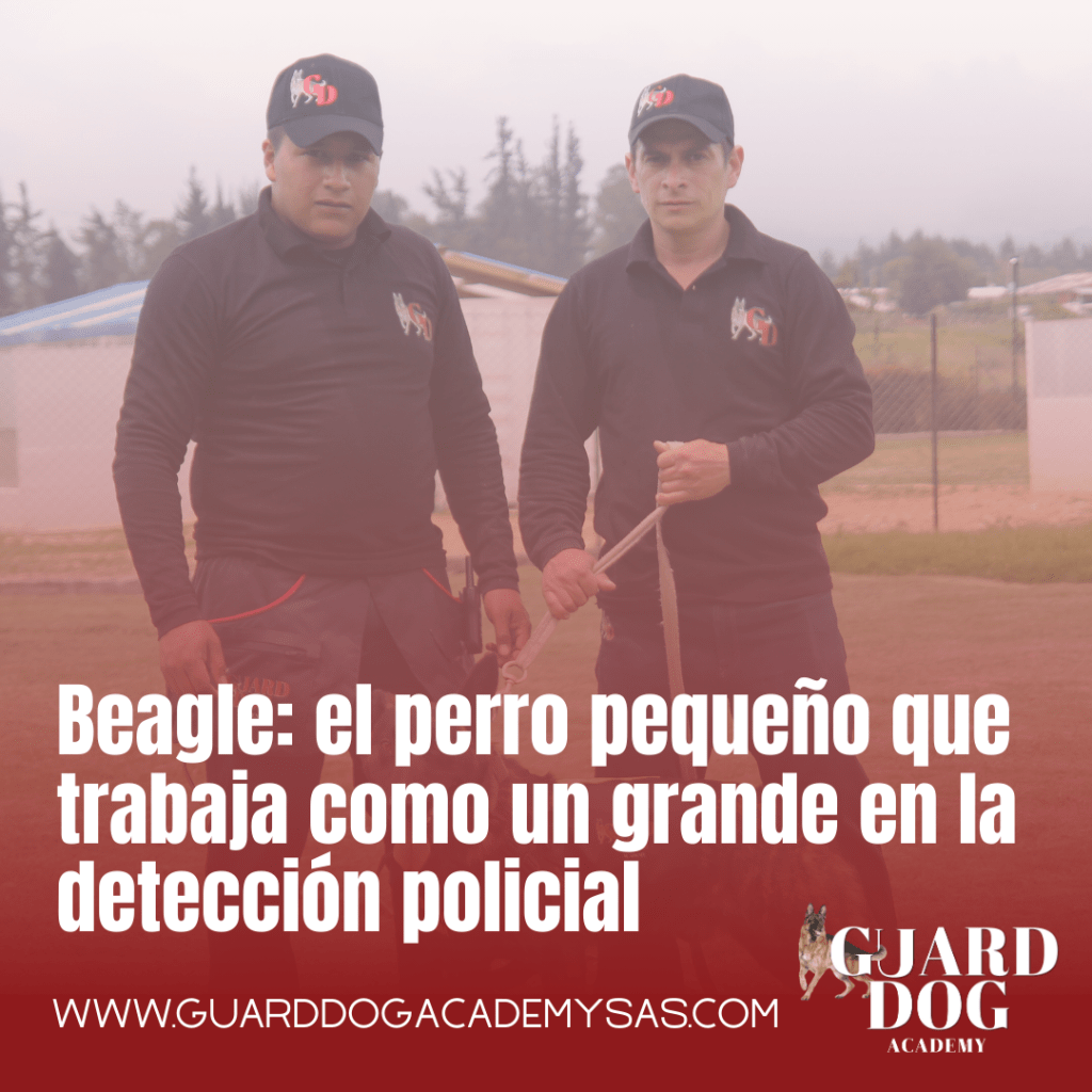 El entrenamiento de perros de seguridad: mitos y&nbsp;realidades