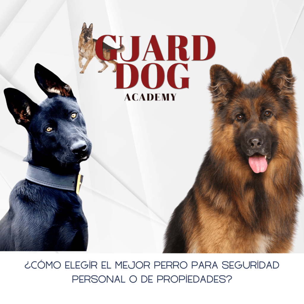 ¿Cómo elegir el mejor perro para seguridad personal o de&nbsp;propiedades?