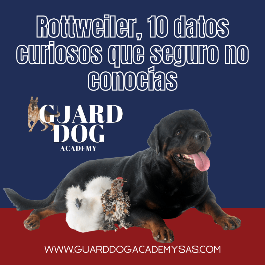 Rottweiler, 10 datos curiosos que seguro no&nbsp;conocías