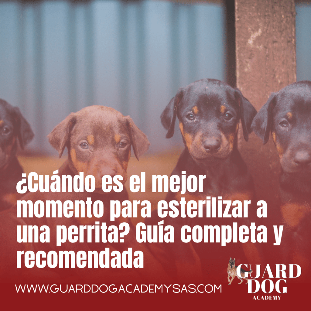 ¿Cuándo es el mejor momento para esterilizar a una perrita? Guía completa y recomendada