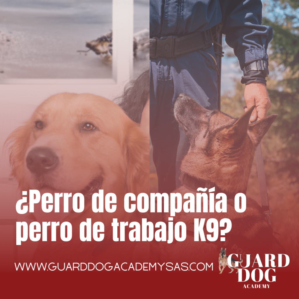 ¿Perro de compañía o perro de trabajo K9?
