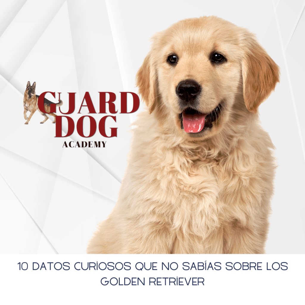 10 datos curiosos que no sabías sobre los Golden Retriever (y que te harán amarlos aún&nbsp;más)