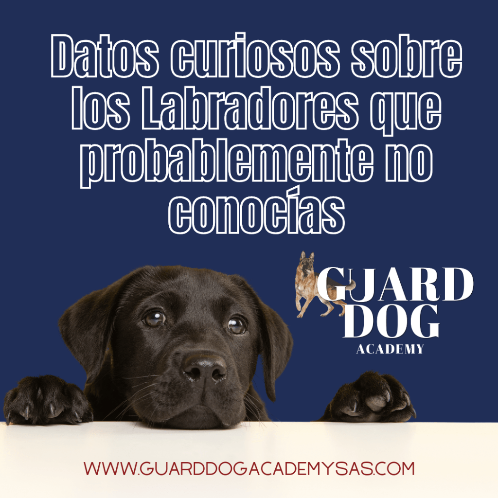 Datos curiosos sobre los Labradores que probablemente no&nbsp;conocías