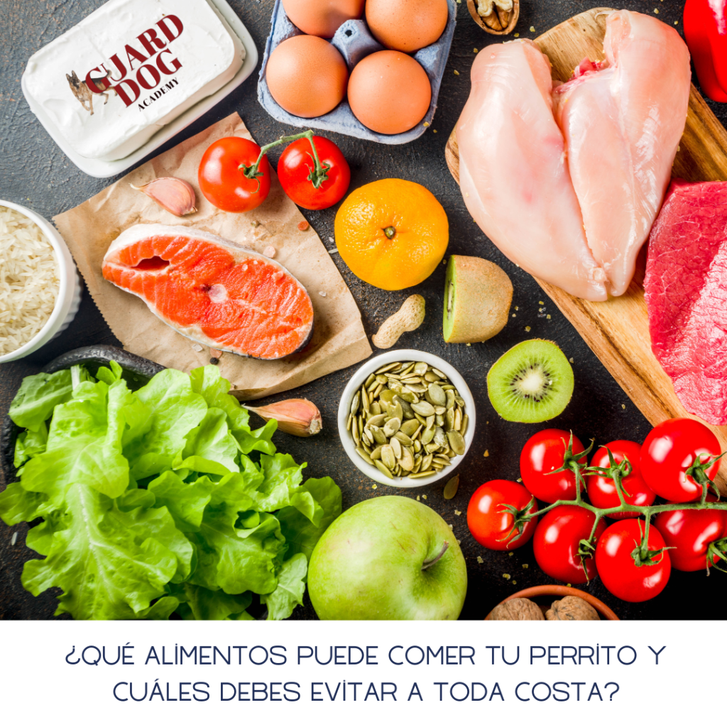 ¿Qué alimentos puede comer tu perrito y cuáles debes evitar a toda costa?