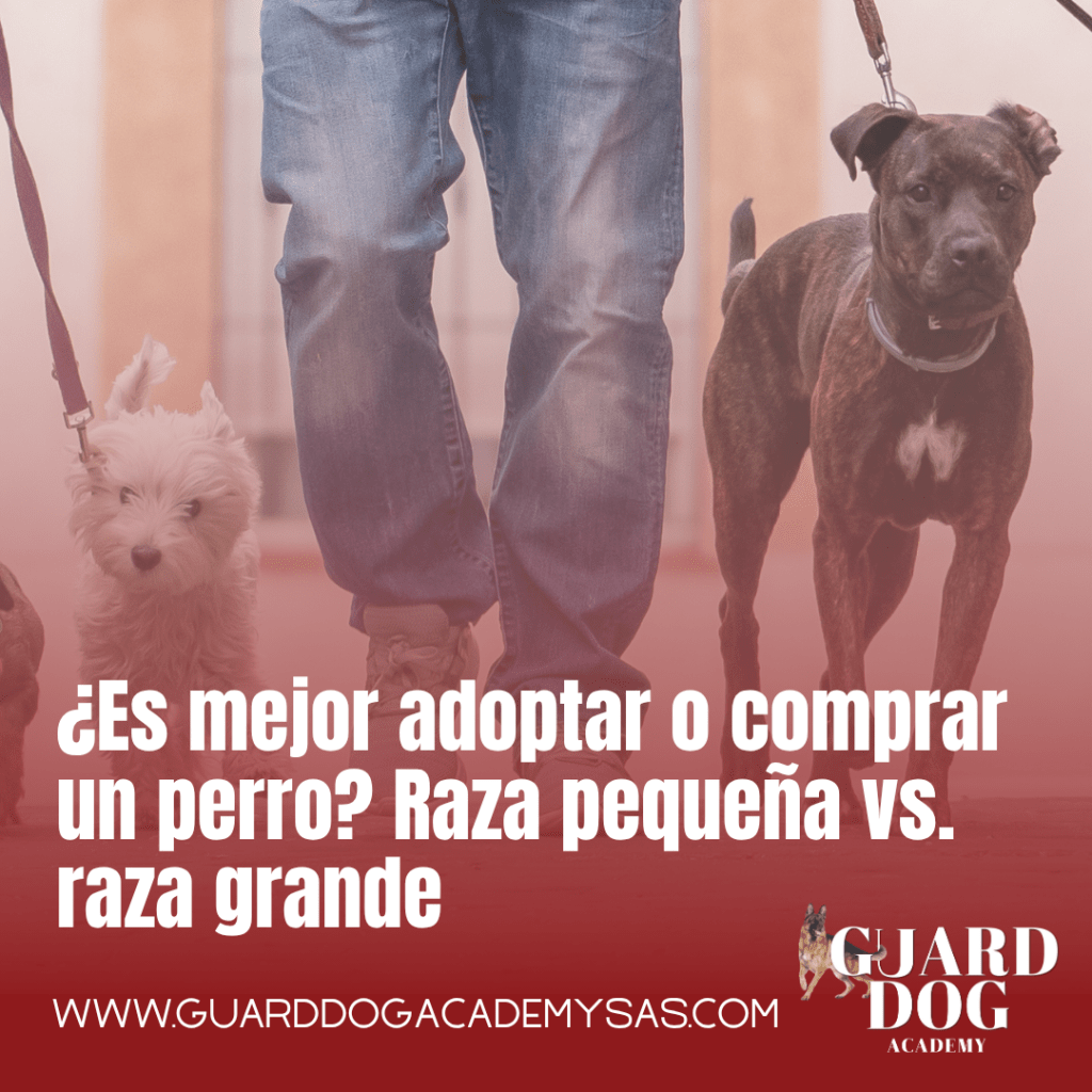 ¿Es mejor adoptar o comprar un perro? Raza pequeña vs. raza grande, lo que debes saber antes de decidir
