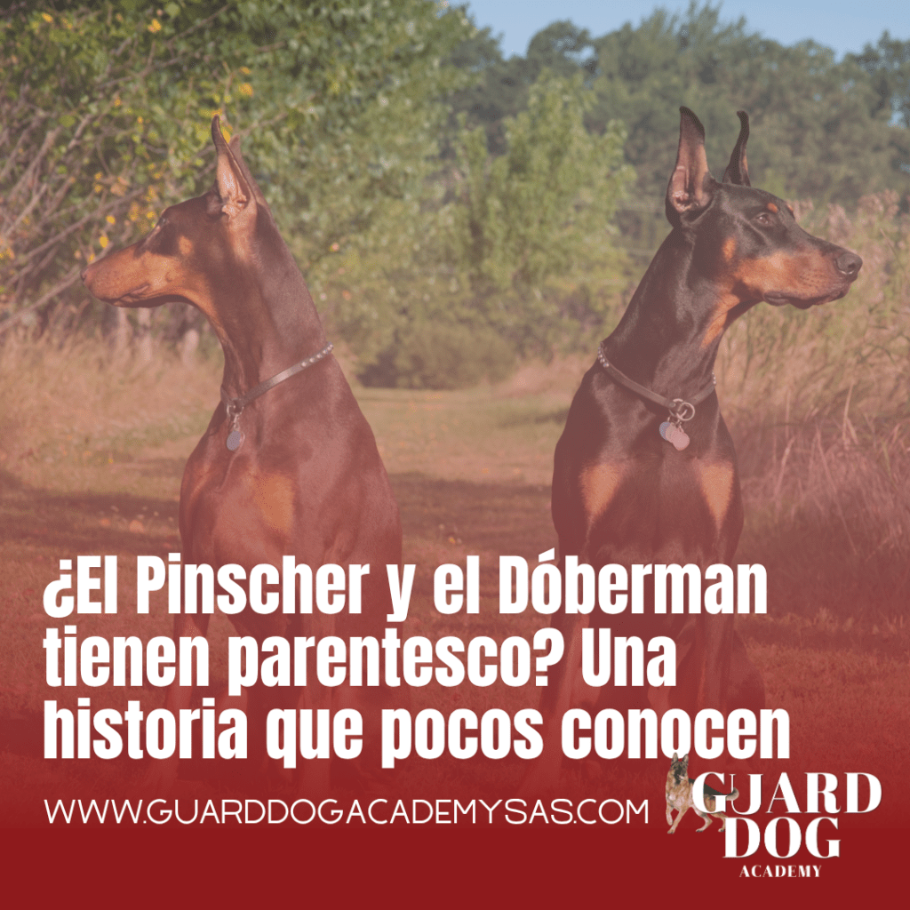 ¿El Pinscher y el Dóberman tienen parentesco? Una historia que pocos conocen