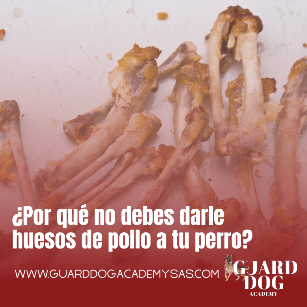 ¿Por qué no debes darle huesos de pollo a tu&nbsp;perro?