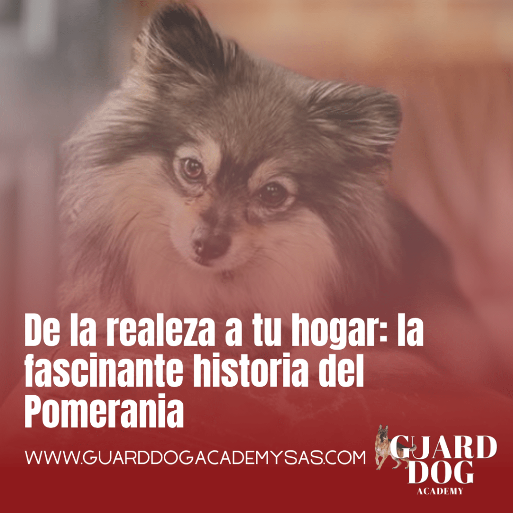De la realeza a tu hogar: la fascinante historia del Pomerania