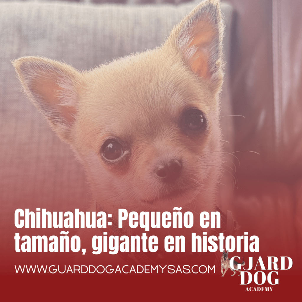 Chihuahua: Pequeño en tamaño, gigante en historia