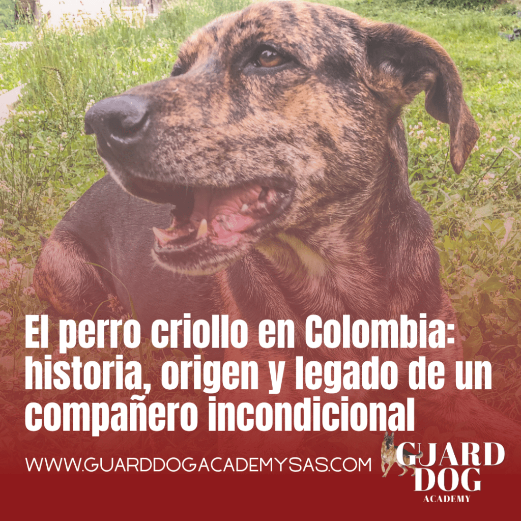 El perro criollo en Colombia: historia, origen y legado de un compañero incondicional
