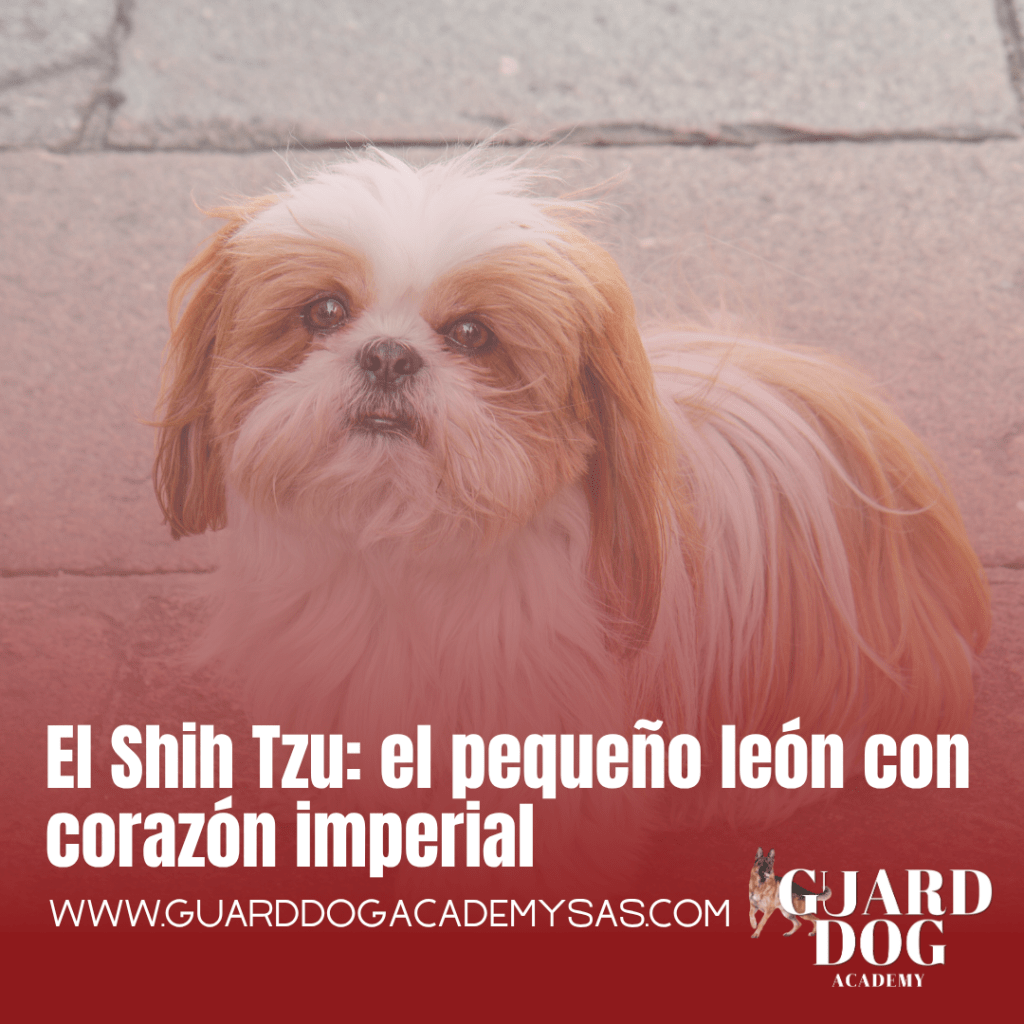 El Shih Tzu: el pequeño león con corazón imperial