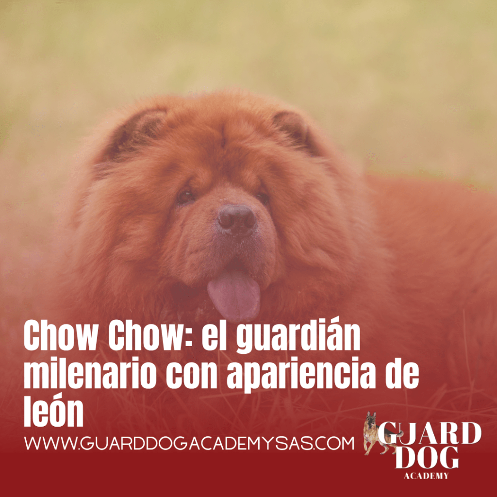 Chow Chow: el guardián milenario con apariencia de león