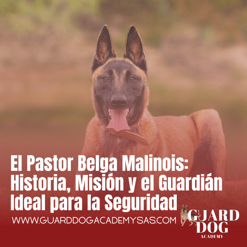 El Pastor Belga Malinois: Historia, Misión y el Guardián Ideal para la Seguridad