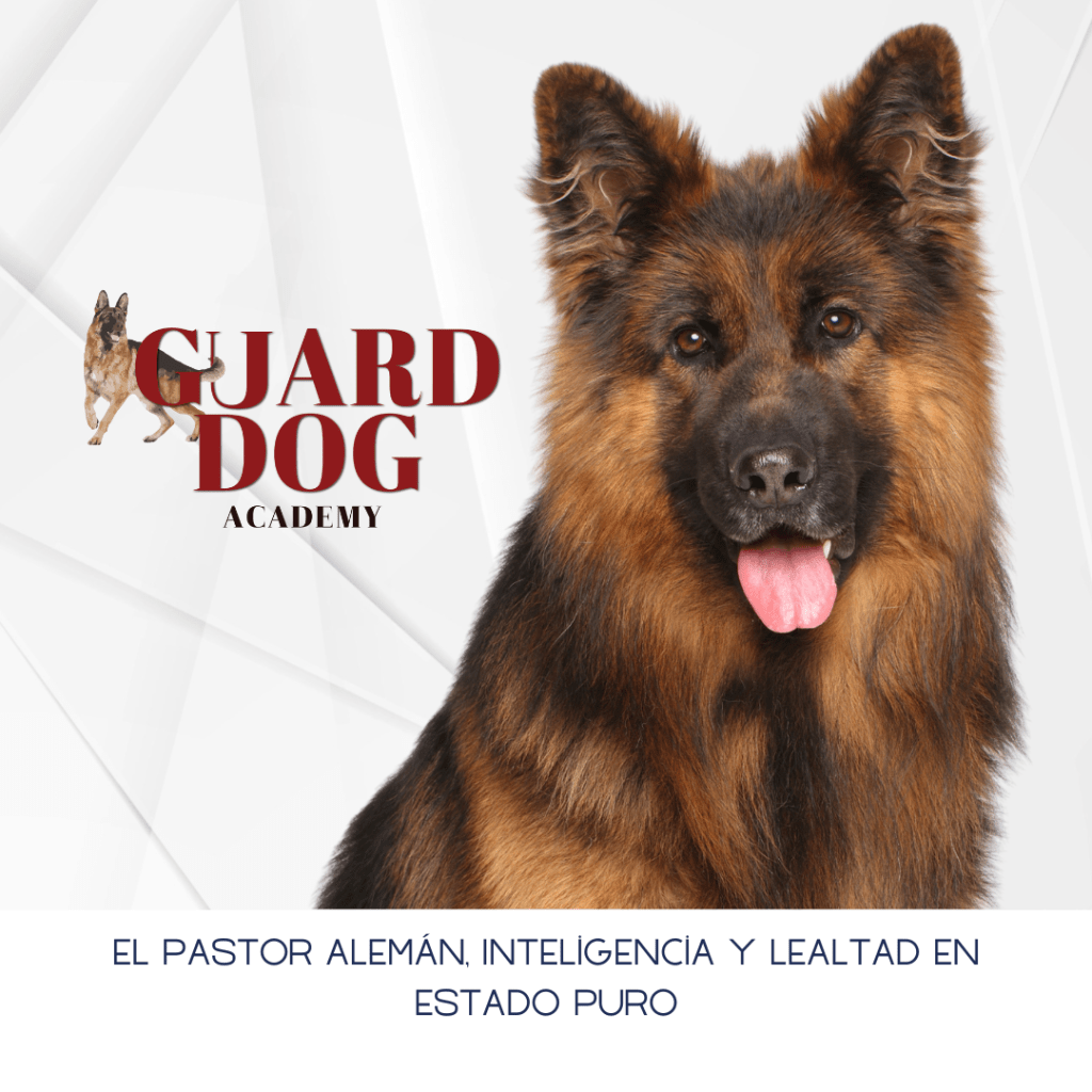 El Pastor Alemán: Inteligencia y Lealtad en Estado&nbsp;Puro
