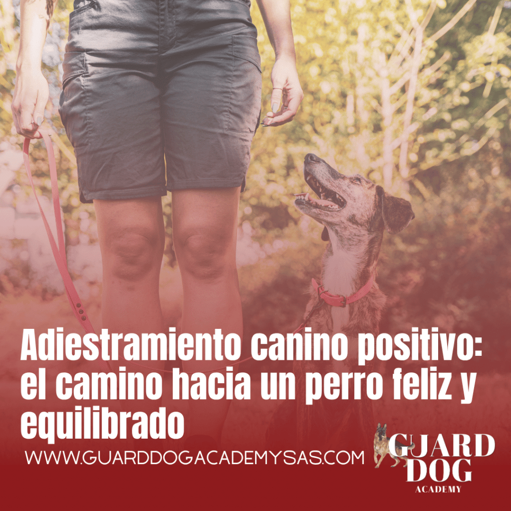 Adiestramiento canino positivo: el camino hacia un perro feliz y&nbsp;equilibrado