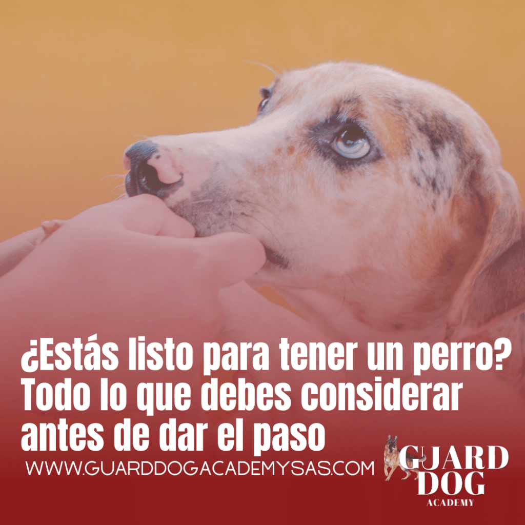 ¿Estás listo para tener un perro? Todo lo que debes considerar antes de dar el&nbsp;paso