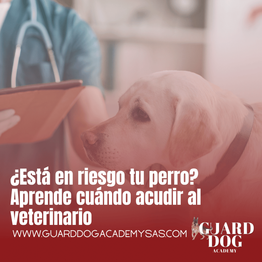 ¿Está en riesgo tu perro? Aprende cuándo acudir al&nbsp;veterinario