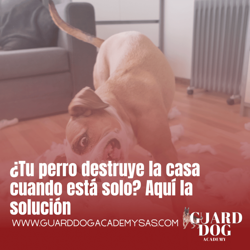 ¿Tu perro destruye la casa cuando está solo? Aquí la&nbsp;solución
