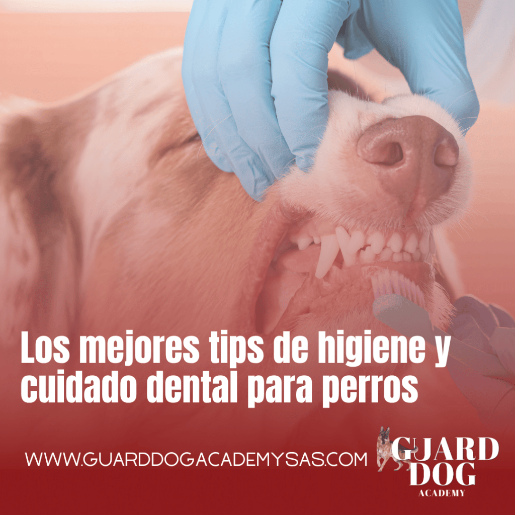 Los mejores tips de higiene y cuidado dental para&nbsp;perros