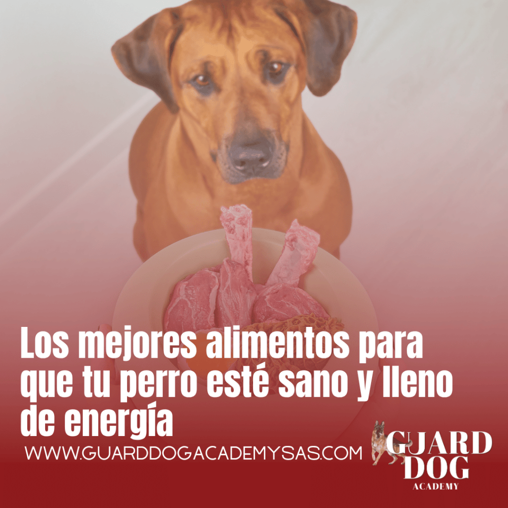 Los mejores alimentos para que tu perro esté sano y lleno de&nbsp;energía