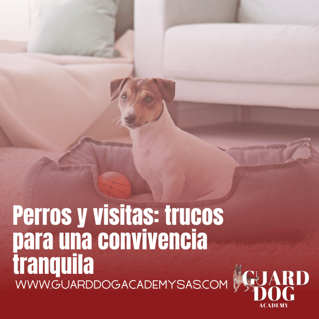 Perros y visitas: trucos para una convivencia&nbsp;tranquila
