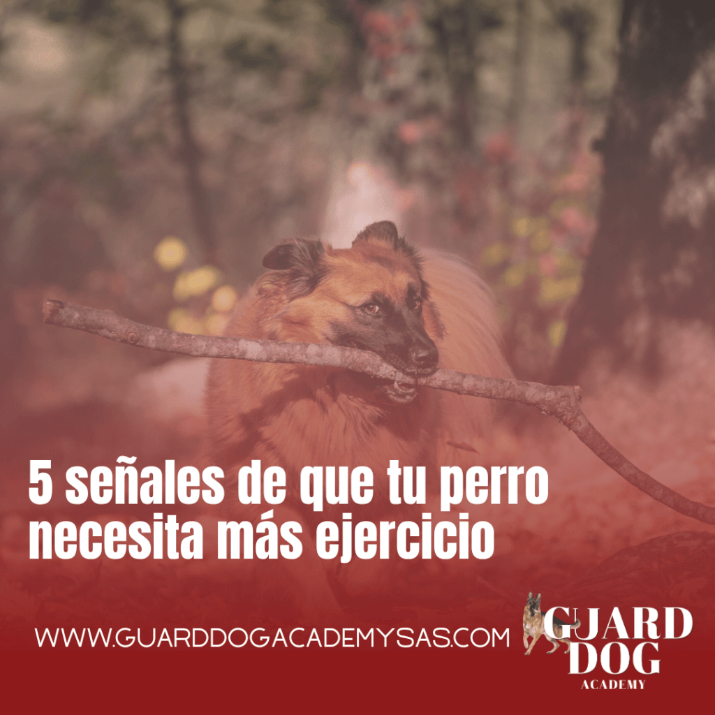 5 señales de que tu perro necesita más&nbsp;ejercicio