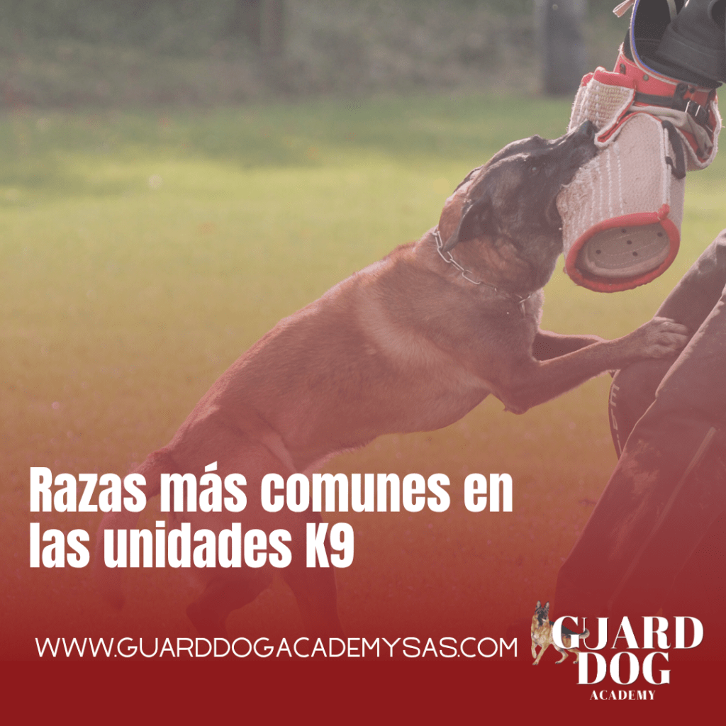 Razas más comunes en las unidades&nbsp;K9