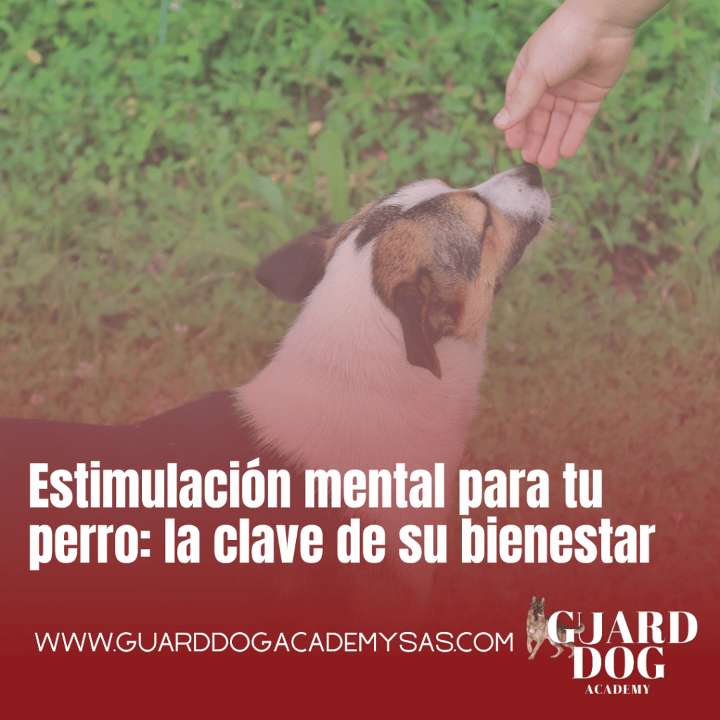 Estimulación mental para tu perro: la clave de su&nbsp;bienestar