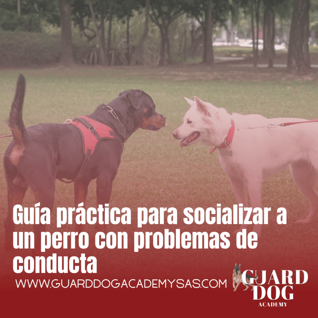 Guía práctica para socializar a un perro con problemas de&nbsp;conducta