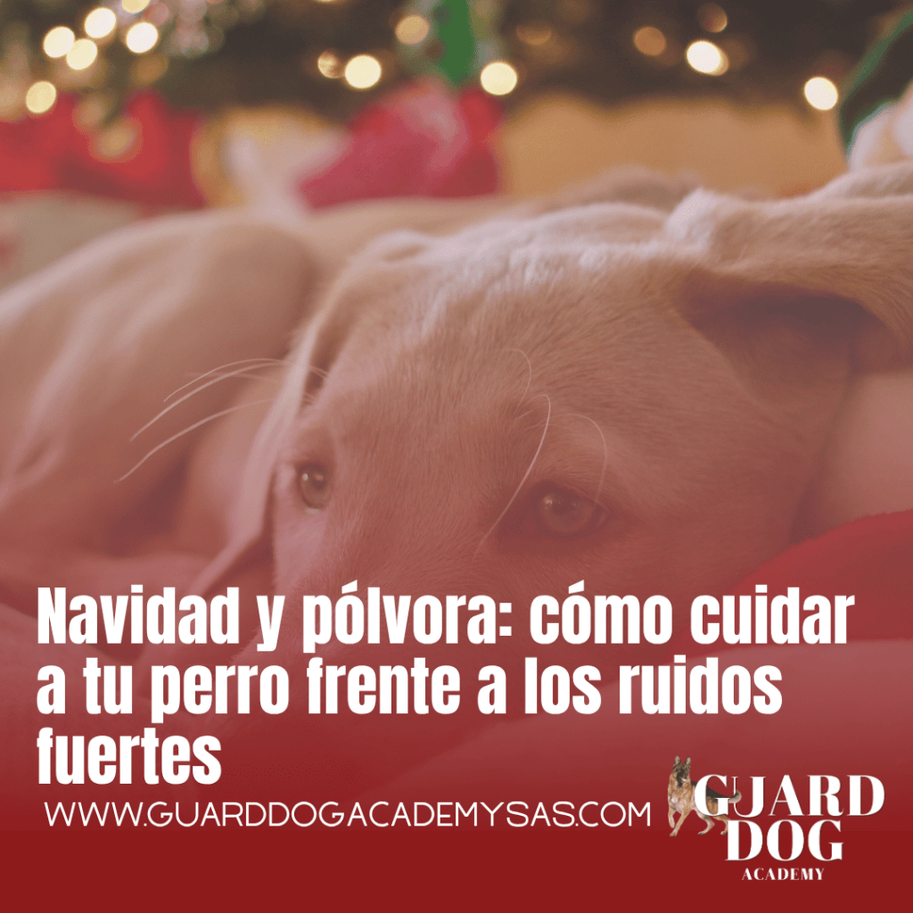 Navidad y pólvora: cómo cuidar a tu perro frente a los ruidos&nbsp;fuertes