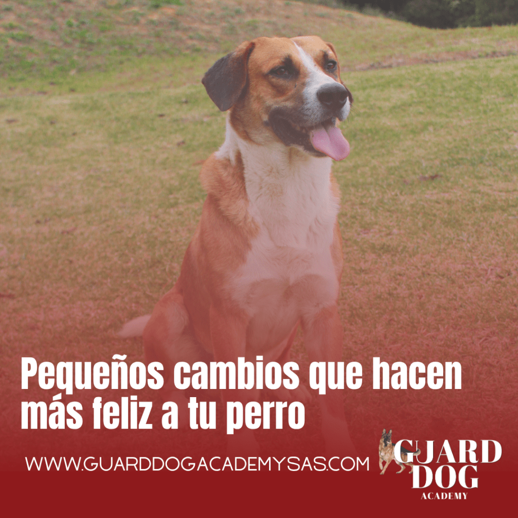 Pequeños cambios que hacen más feliz a tu&nbsp;perro