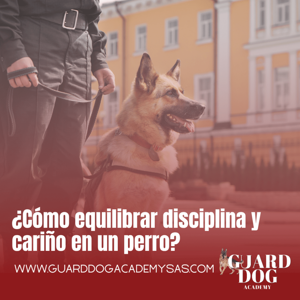 ¿Cómo equilibrar disciplina y cariño en un&nbsp;perro?