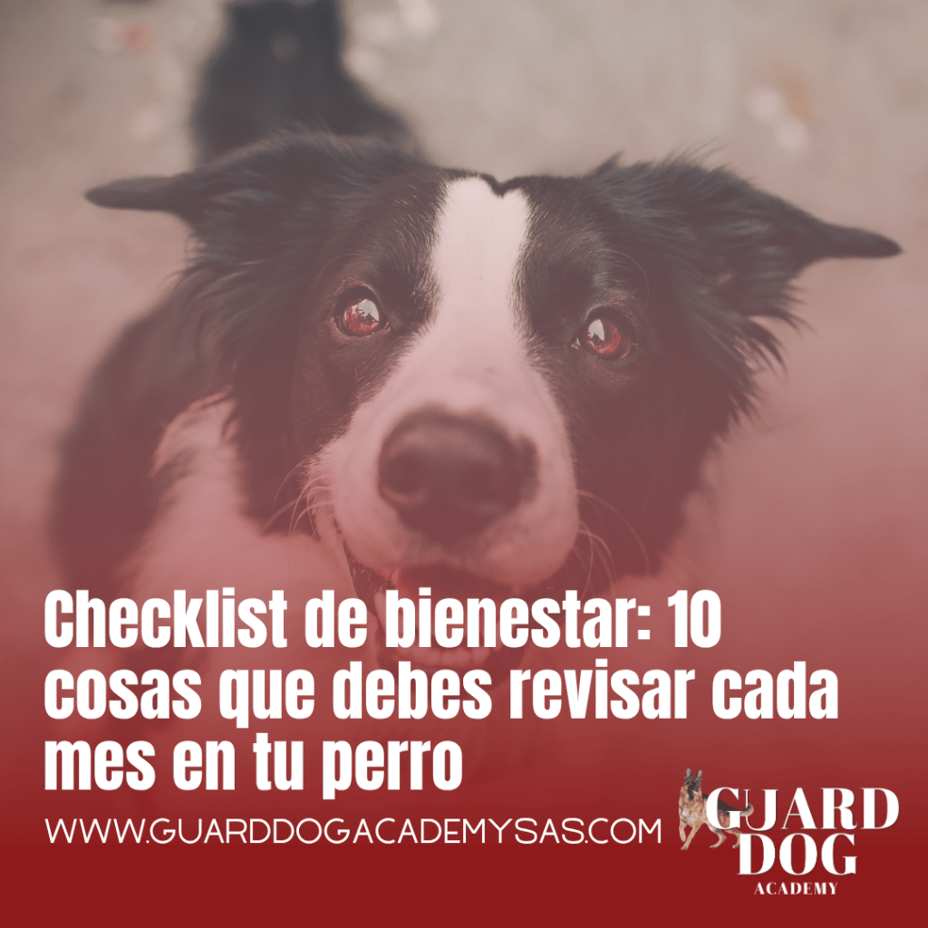 Checklist de bienestar: 10 cosas que debes revisar cada mes en tu&nbsp;perro