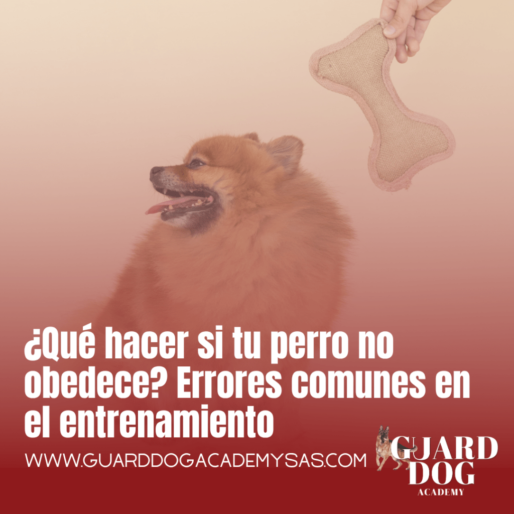 ¿Qué hacer si tu perro no obedece? Errores comunes en el&nbsp;entrenamiento