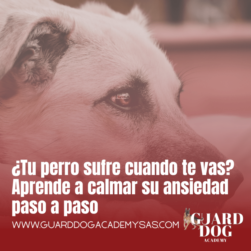 ¿Tu perro sufre cuando te vas? Aprende a calmar su ansiedad paso a&nbsp;paso
