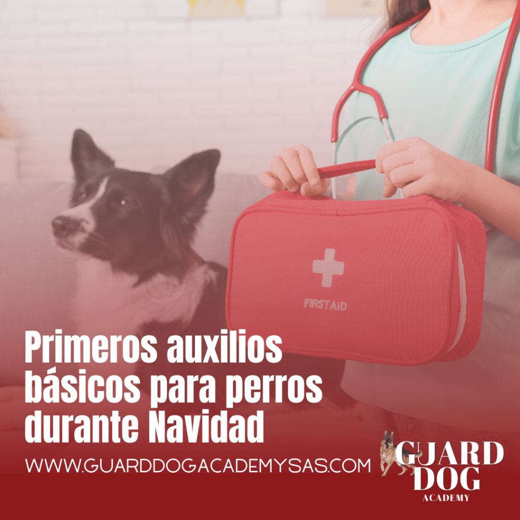 Primeros auxilios básicos para perros durante&nbsp;Navidad