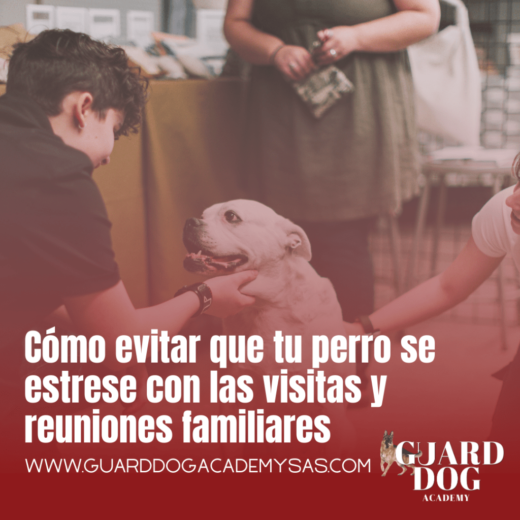 Cómo evitar que tu perro se estrese con las visitas y reuniones&nbsp;familiares